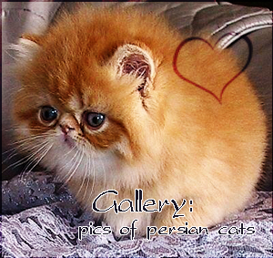 Галерея персидских котят